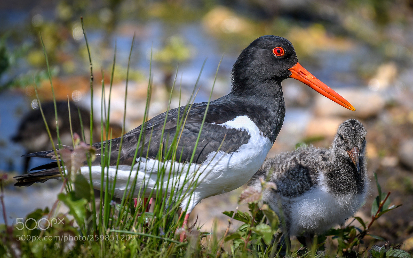 Nikon D500 sample photo. Oyster catcher with chick photography