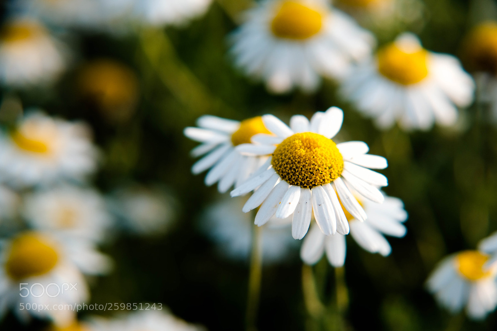 Fujifilm X-T2 sample photo. Chamomile photography