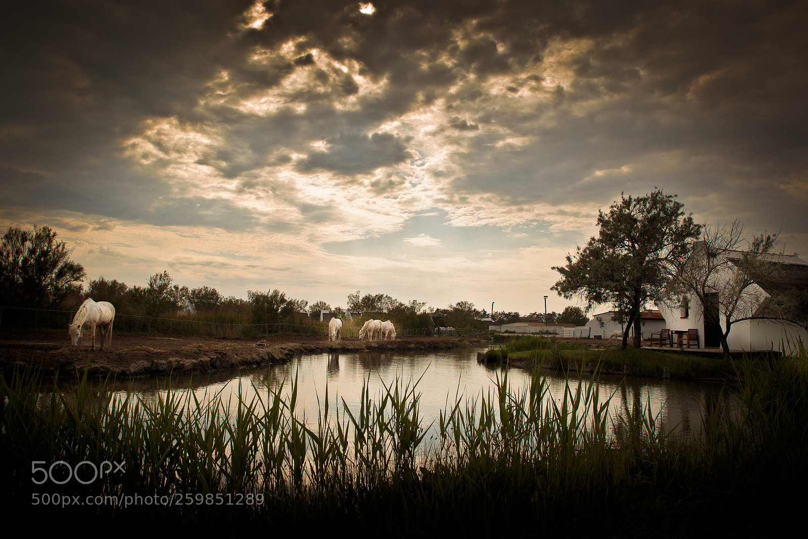 Canon EOS 6D sample photo. Camargue photography