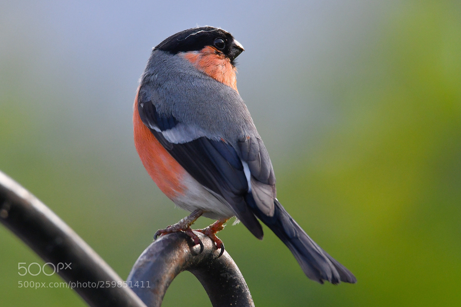 Nikon D500 sample photo. Male bullfinch photography