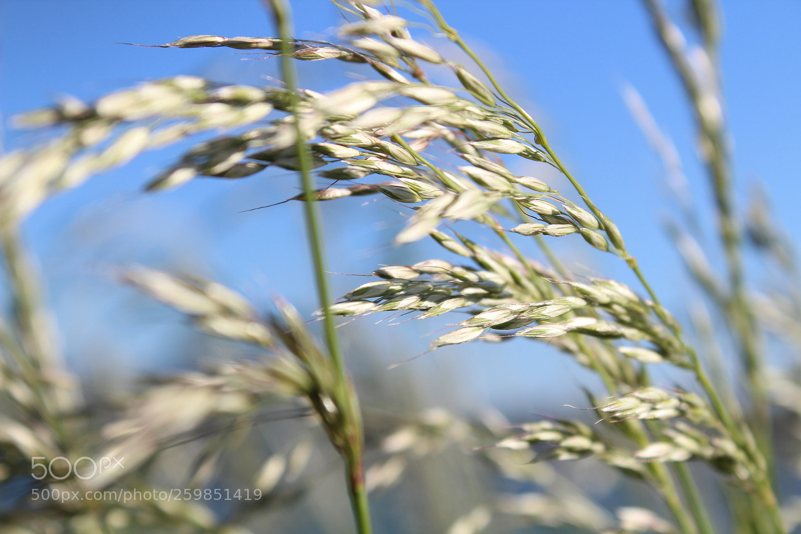 Canon EOS 1300D (EOS Rebel T6 / EOS Kiss X80) sample photo. Sunny plant photography