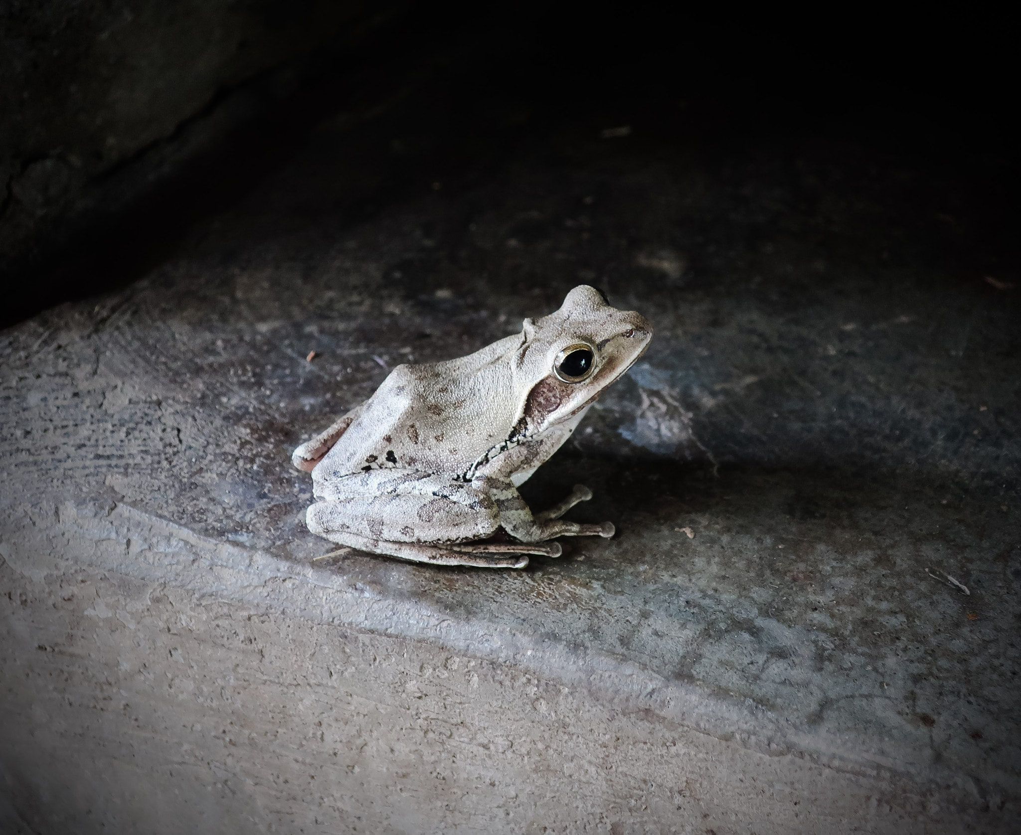 Canon PowerShot G9 X Mark II sample photo. Frog about to leap photography