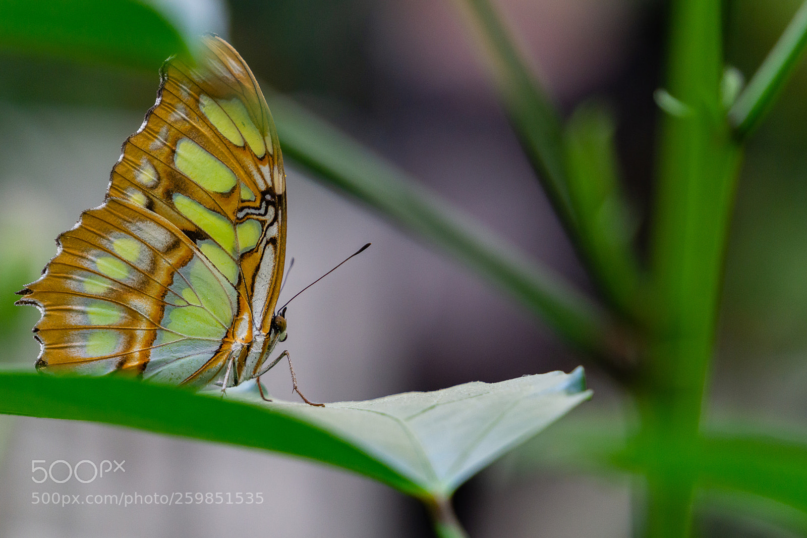 Sony a6000 sample photo. Butterfly photography