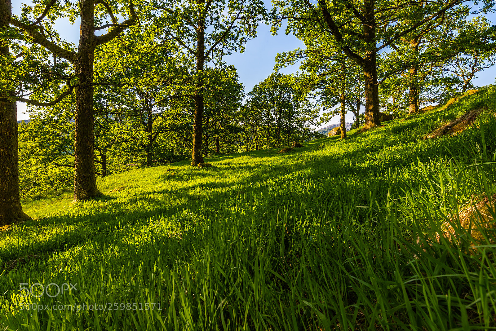 Nikon D750 sample photo. The oak forest at photography