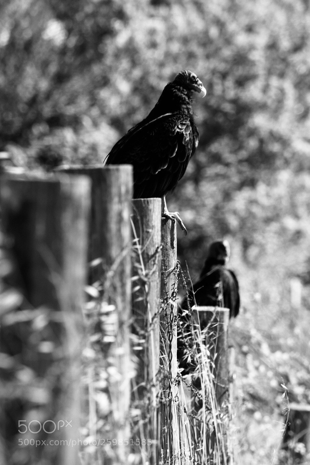 Nikon D3400 sample photo. Vultures on a fence photography