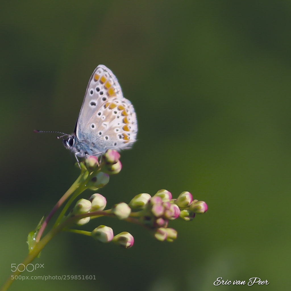 Canon EOS 800D (EOS Rebel T7i / EOS Kiss X9i) sample photo. Bruin blauwtje photography