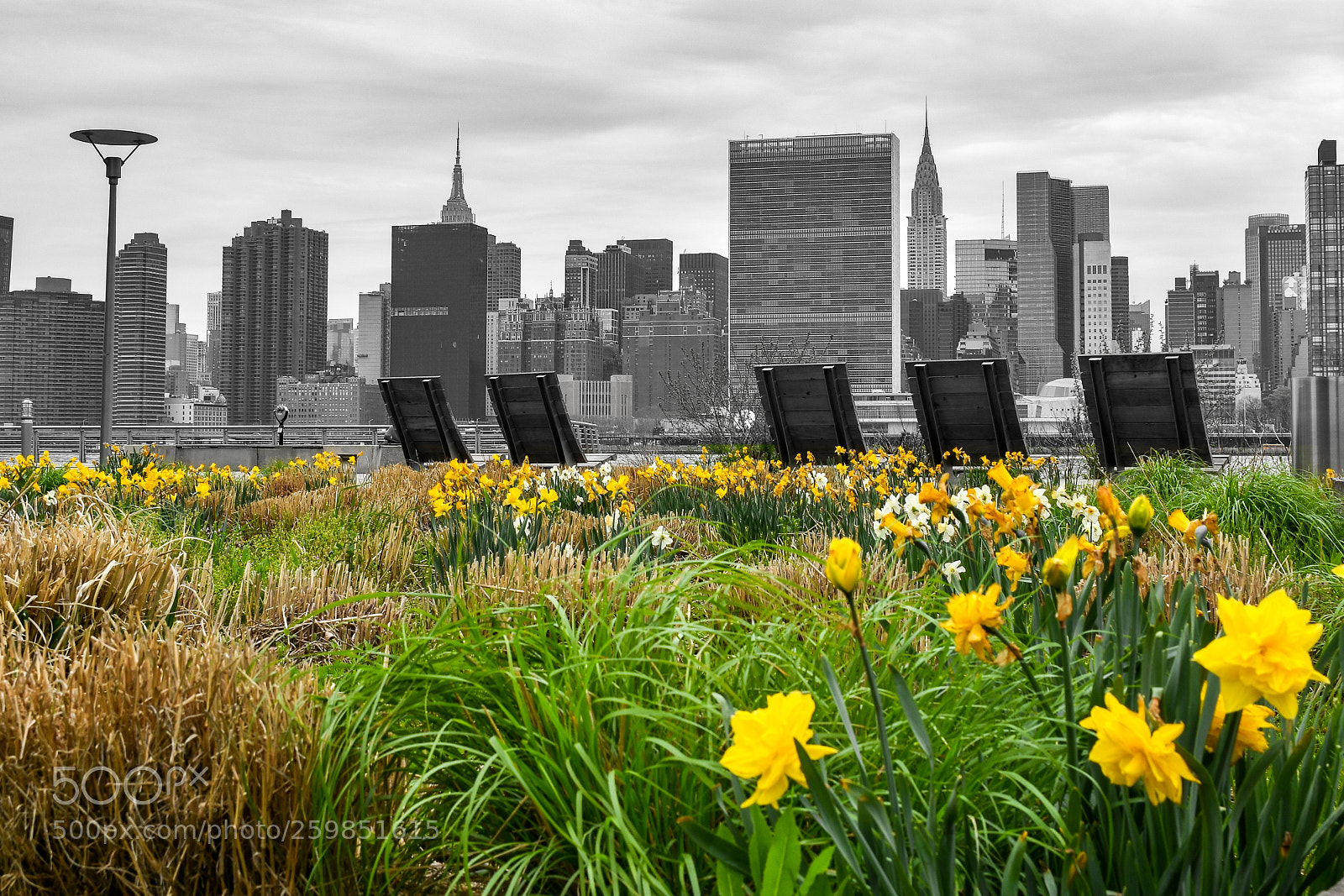 Nikon D7200 sample photo. Flowers on the bw photography