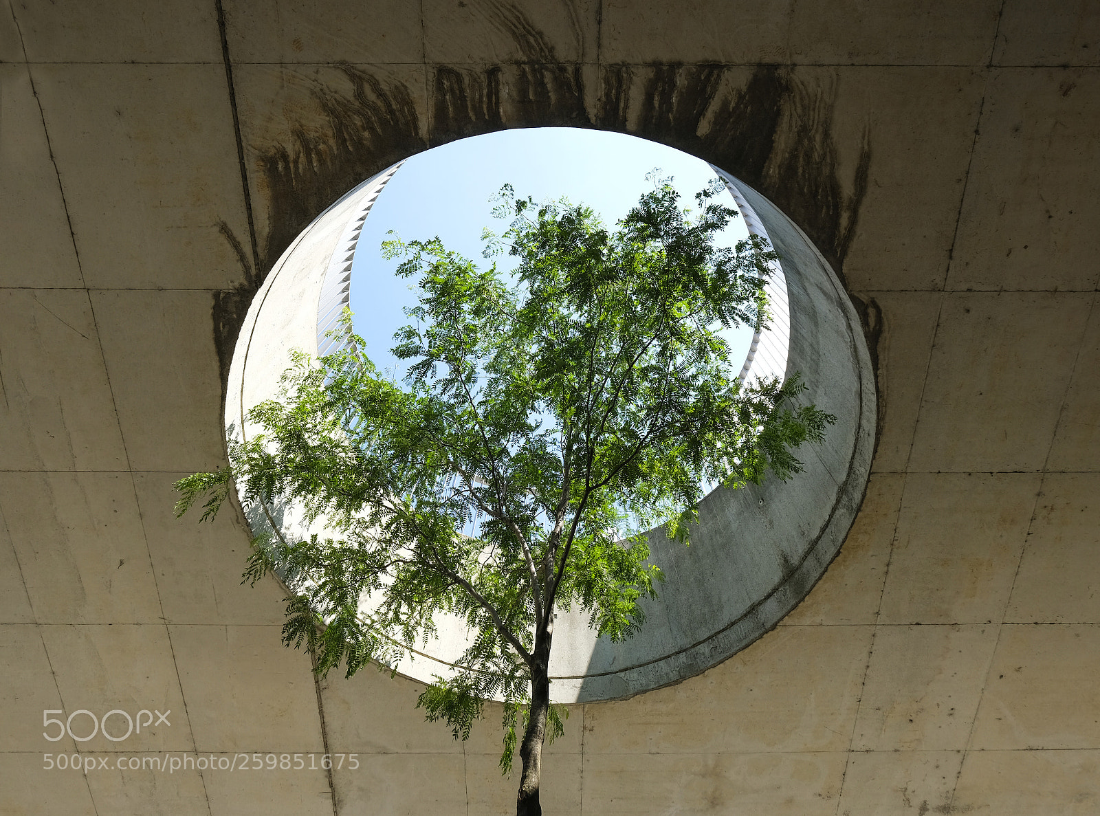 Fujifilm X-T2 sample photo. Urban tree photography