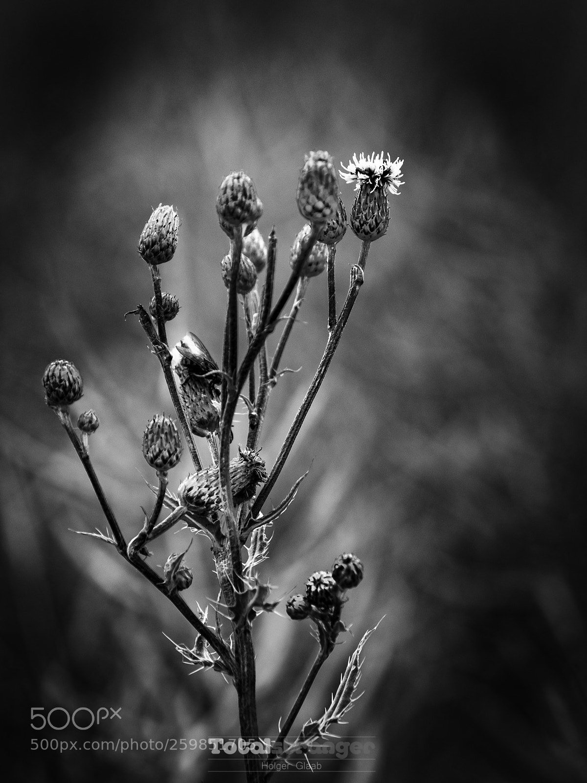 Fujifilm X-T10 sample photo. In the fields photography
