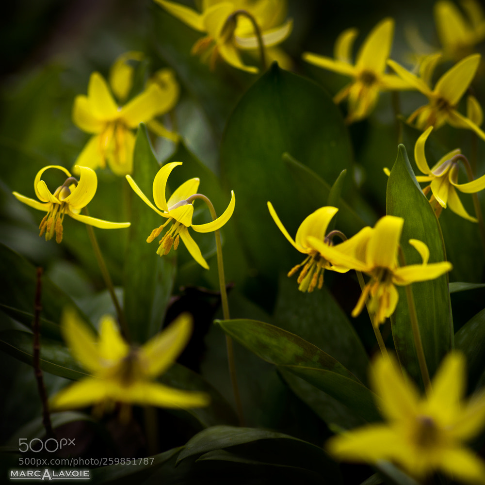 Pentax K-3 sample photo. Dogtooth lily iv photography