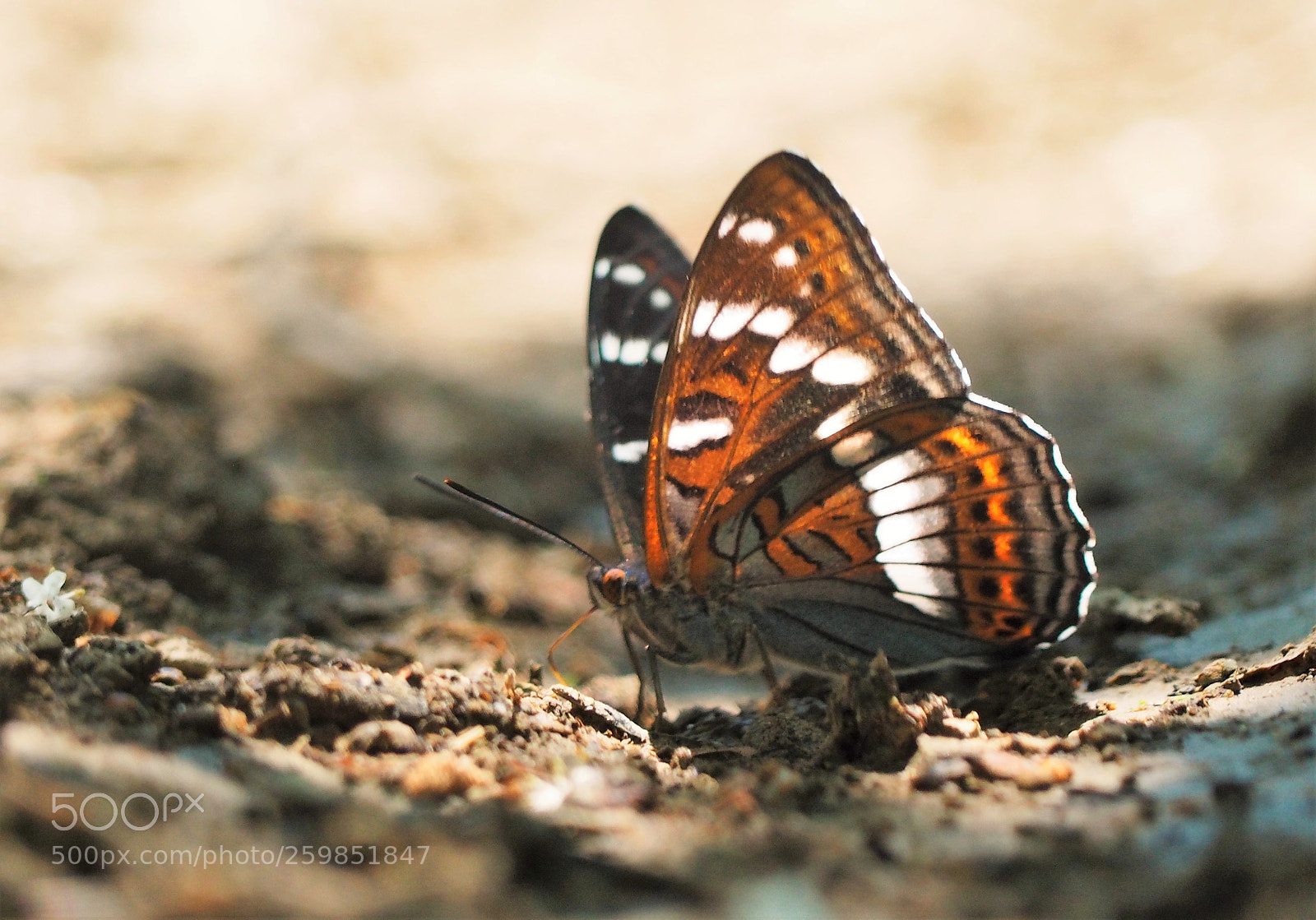 Olympus OM-D E-M10 sample photo. Limenitis populi photography
