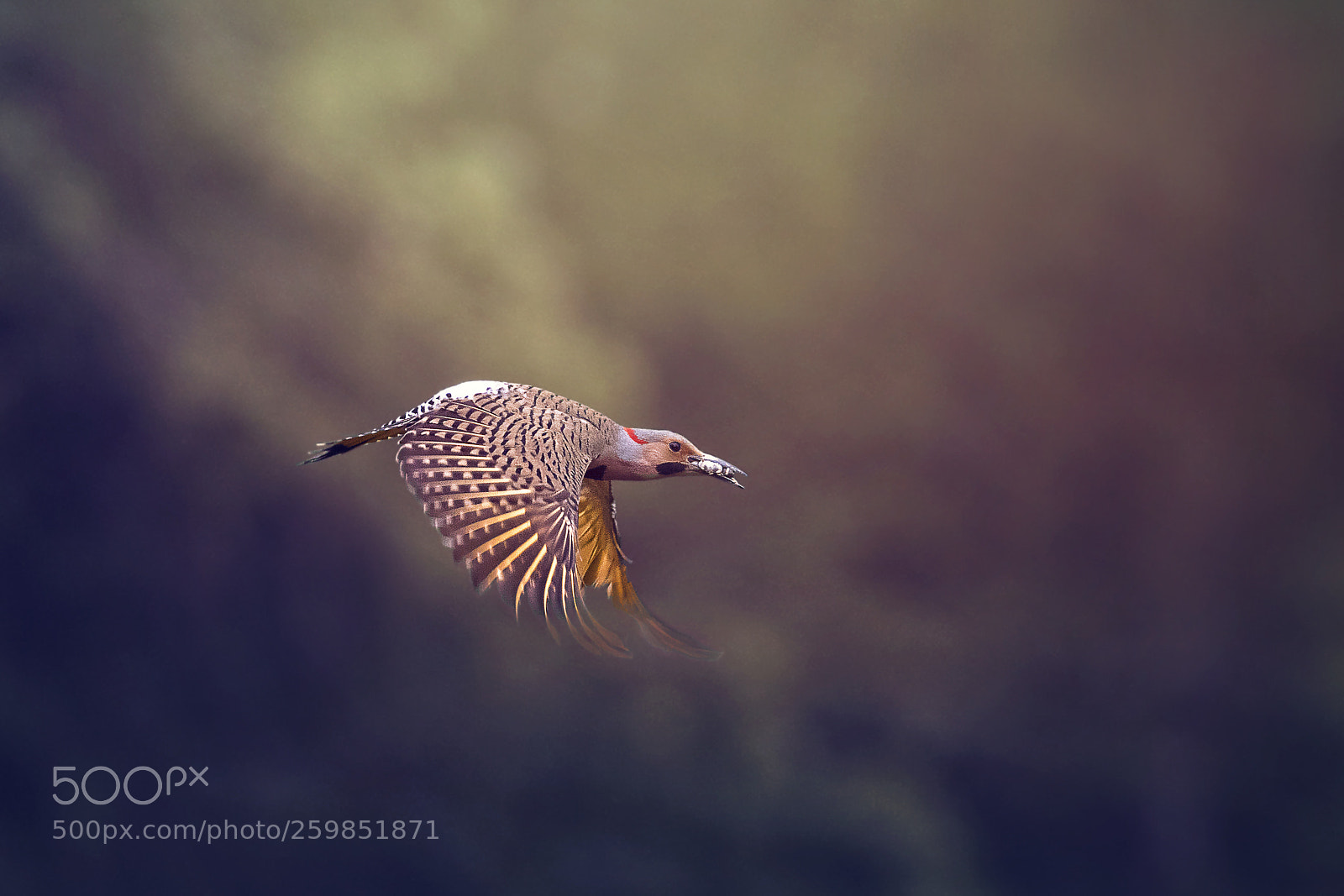 Canon EOS 5DS R sample photo. Northern flicker woodpecke photography