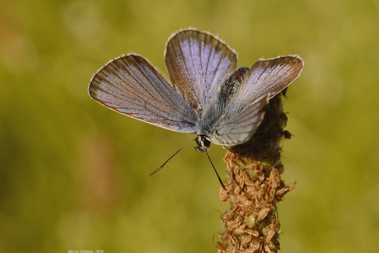 Nikon AF-S DX Micro-Nikkor 85mm F3.5G ED VR sample photo. Adonis blue photography