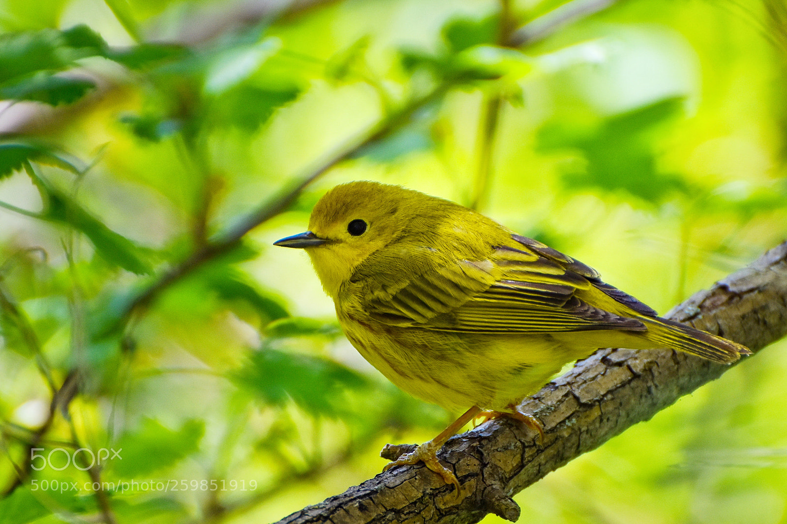 Nikon D5500 sample photo. Perching yellow warbler photography