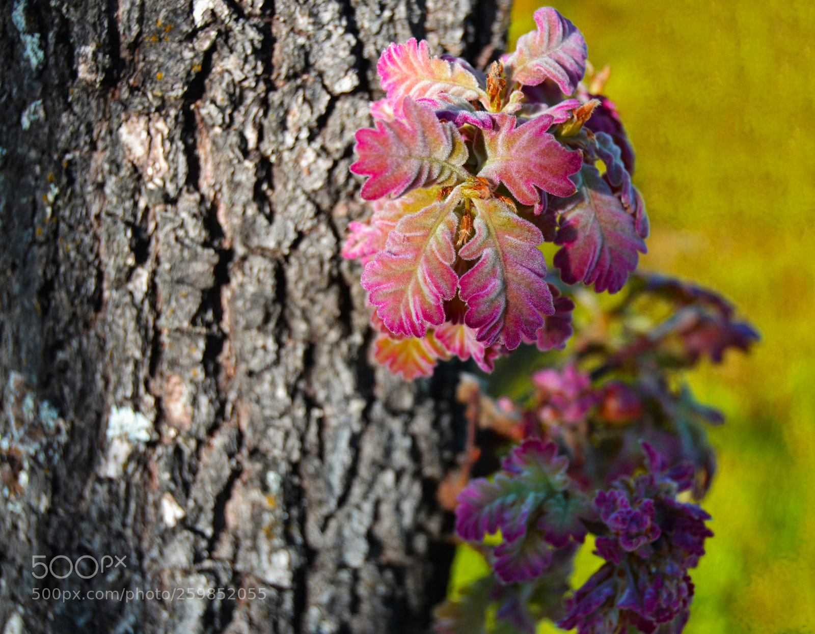 Nikon D3100 sample photo. Brotes en tronco de photography