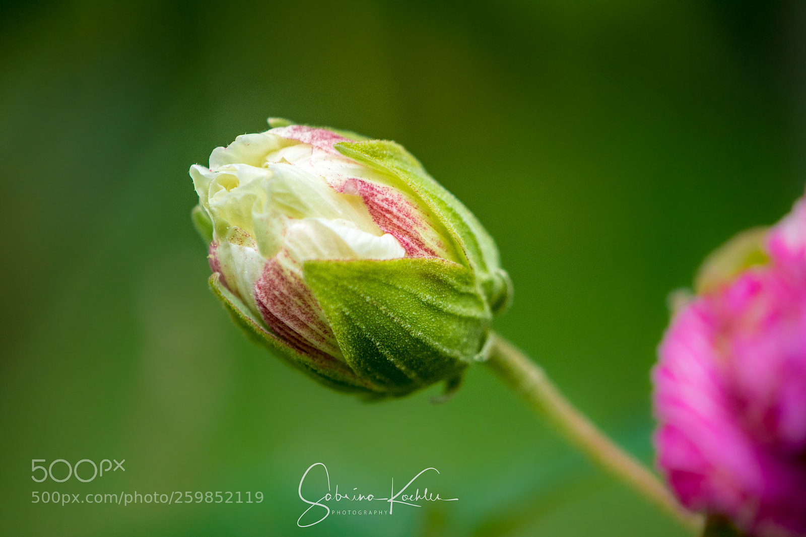 Nikon D7200 sample photo. Natural beauty photography