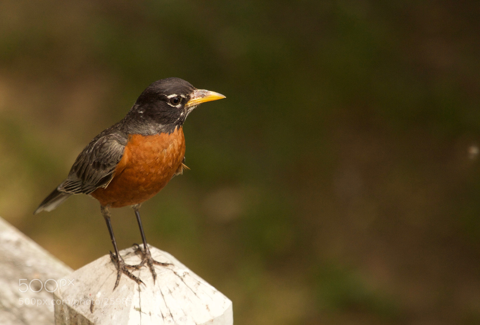 Canon EOS 60D sample photo. American robin photography