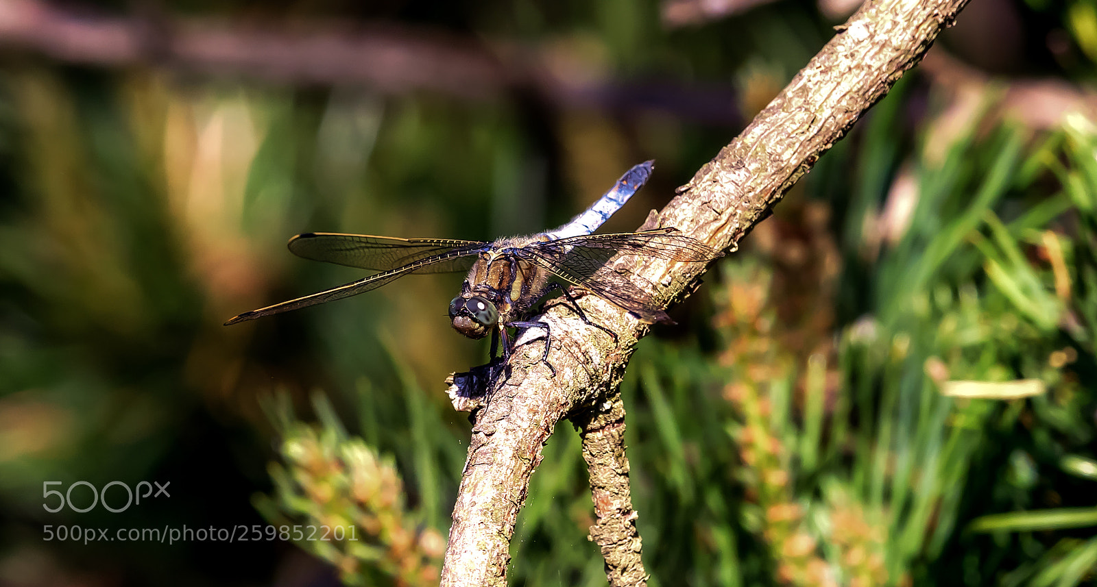 Nikon D5 sample photo. Dragonfly photography