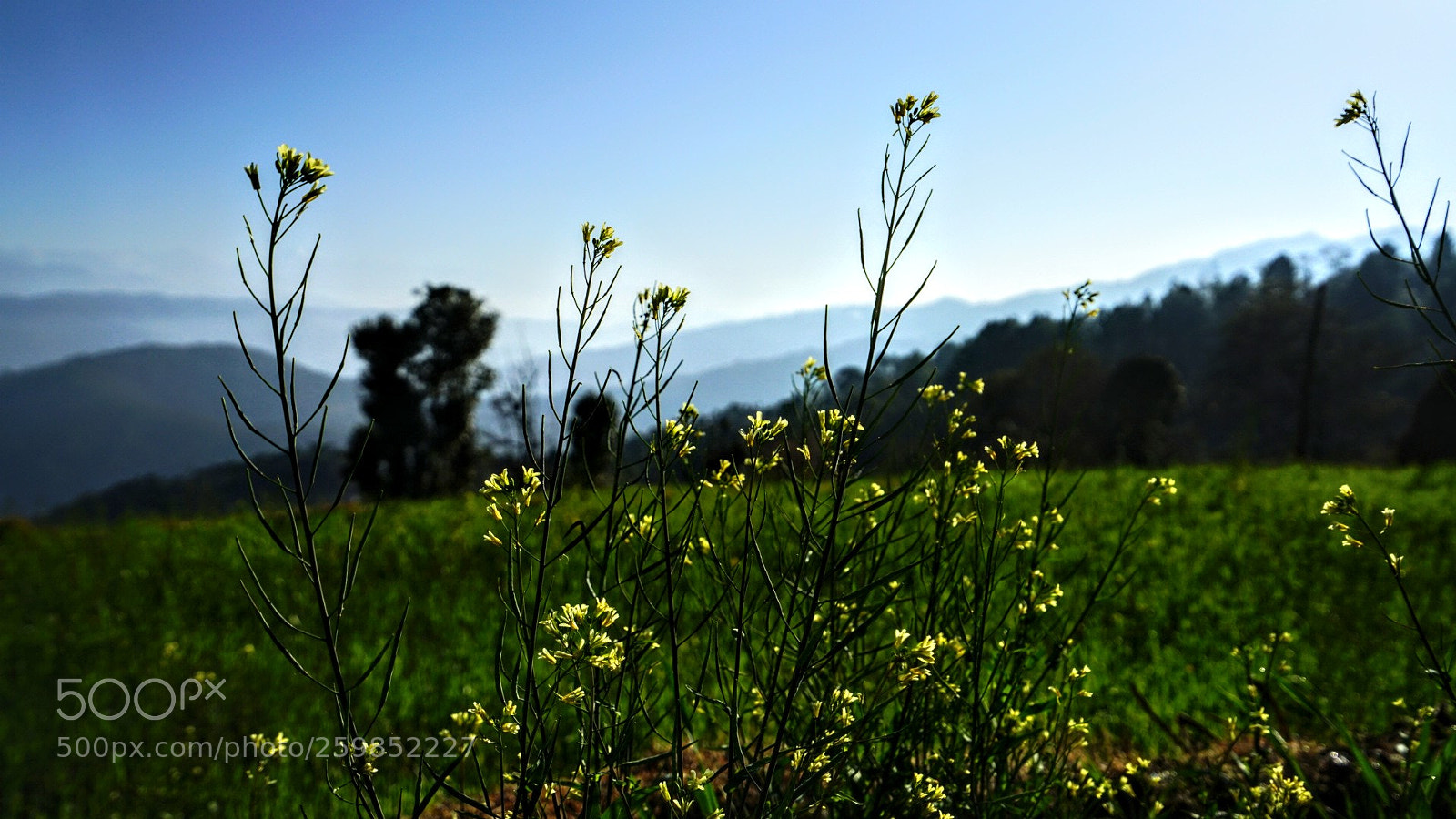 Sony a7R II sample photo. Mustard fields! photography