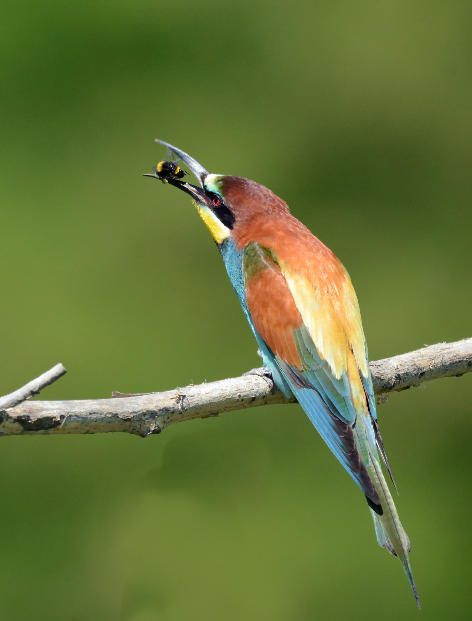 Nikon D7100 + Sigma 150-600mm F5-6.3 DG OS HSM | C sample photo. European bee-eater. photography