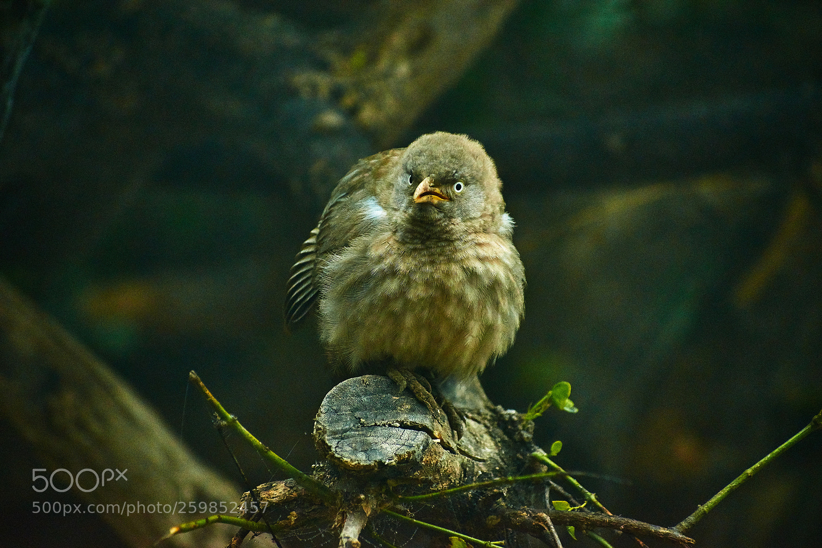 Nikon D5300 sample photo. Indian babbler photography