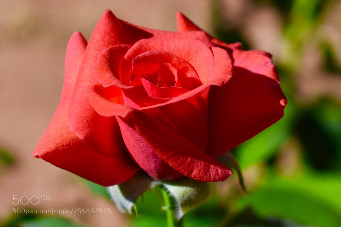 Nikon D3400 sample photo. Coral rose photography