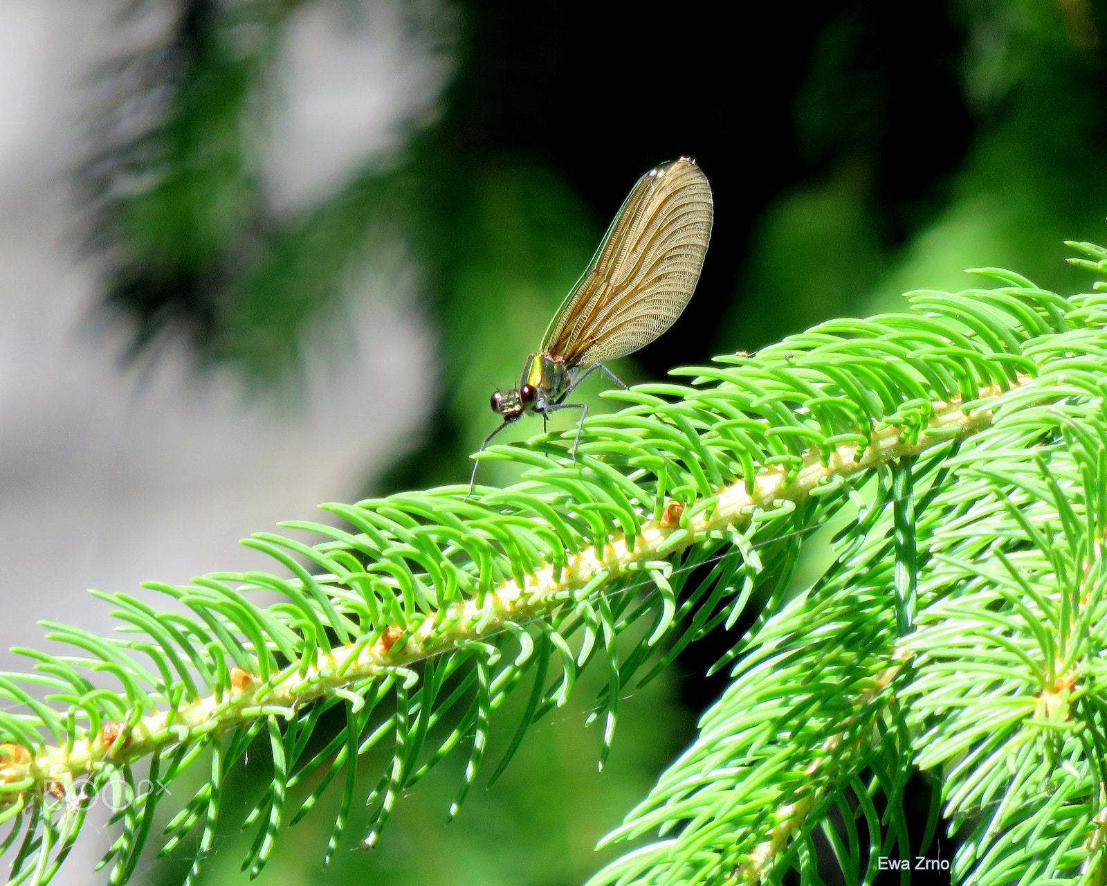 Canon PowerShot SX700 HS sample photo. Dragonfly. photography