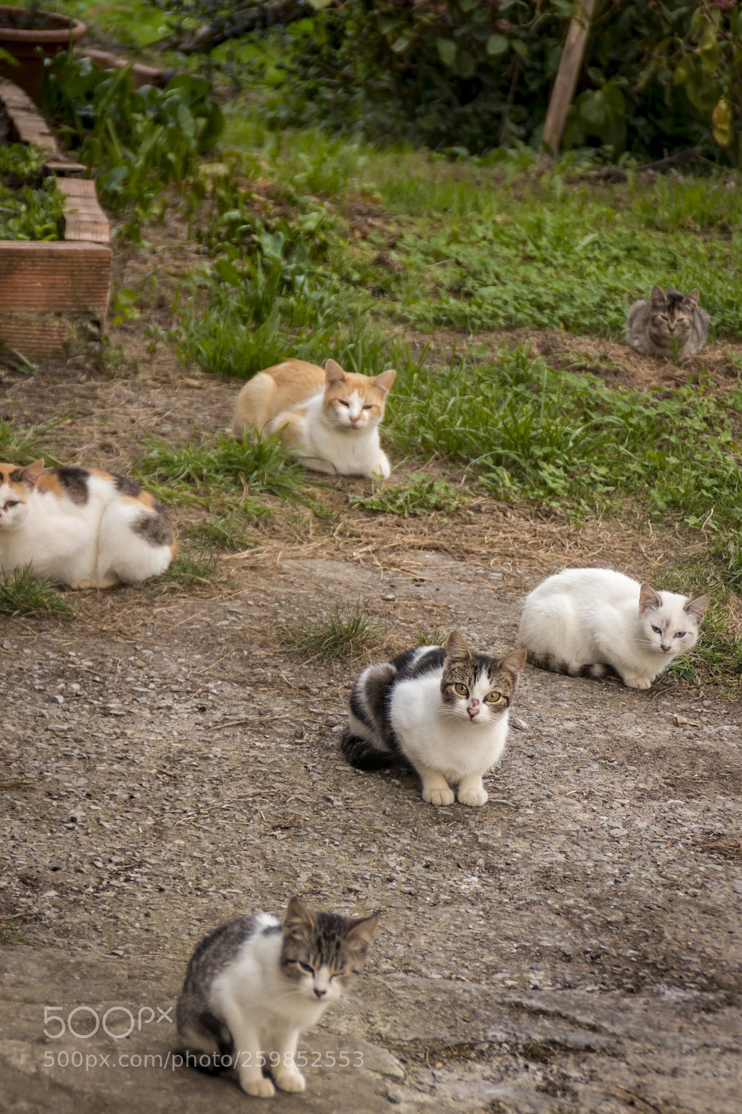 Canon EOS 80D sample photo. Cats photography