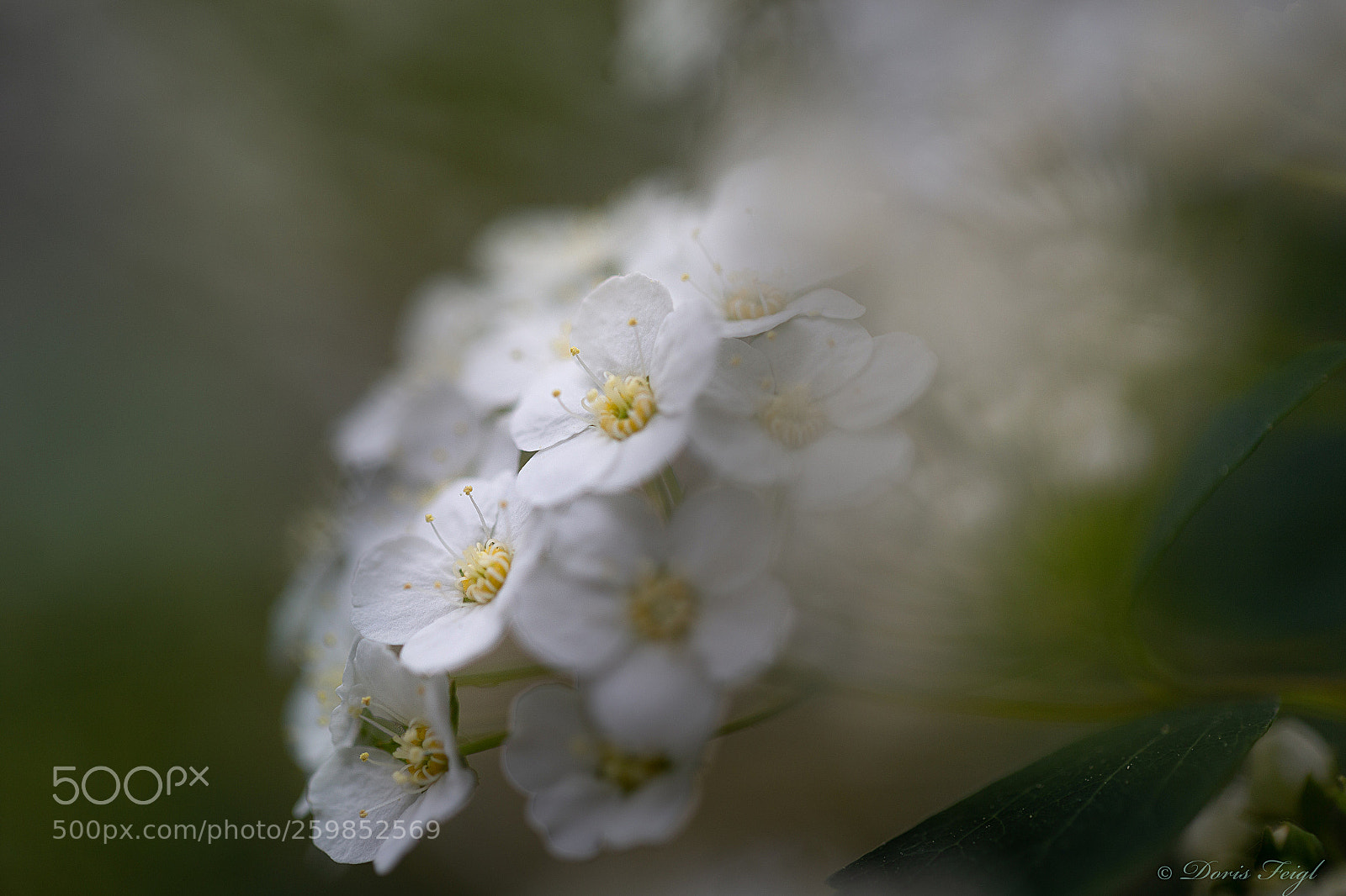 Canon EOS 6D sample photo. Weisse blüten photography