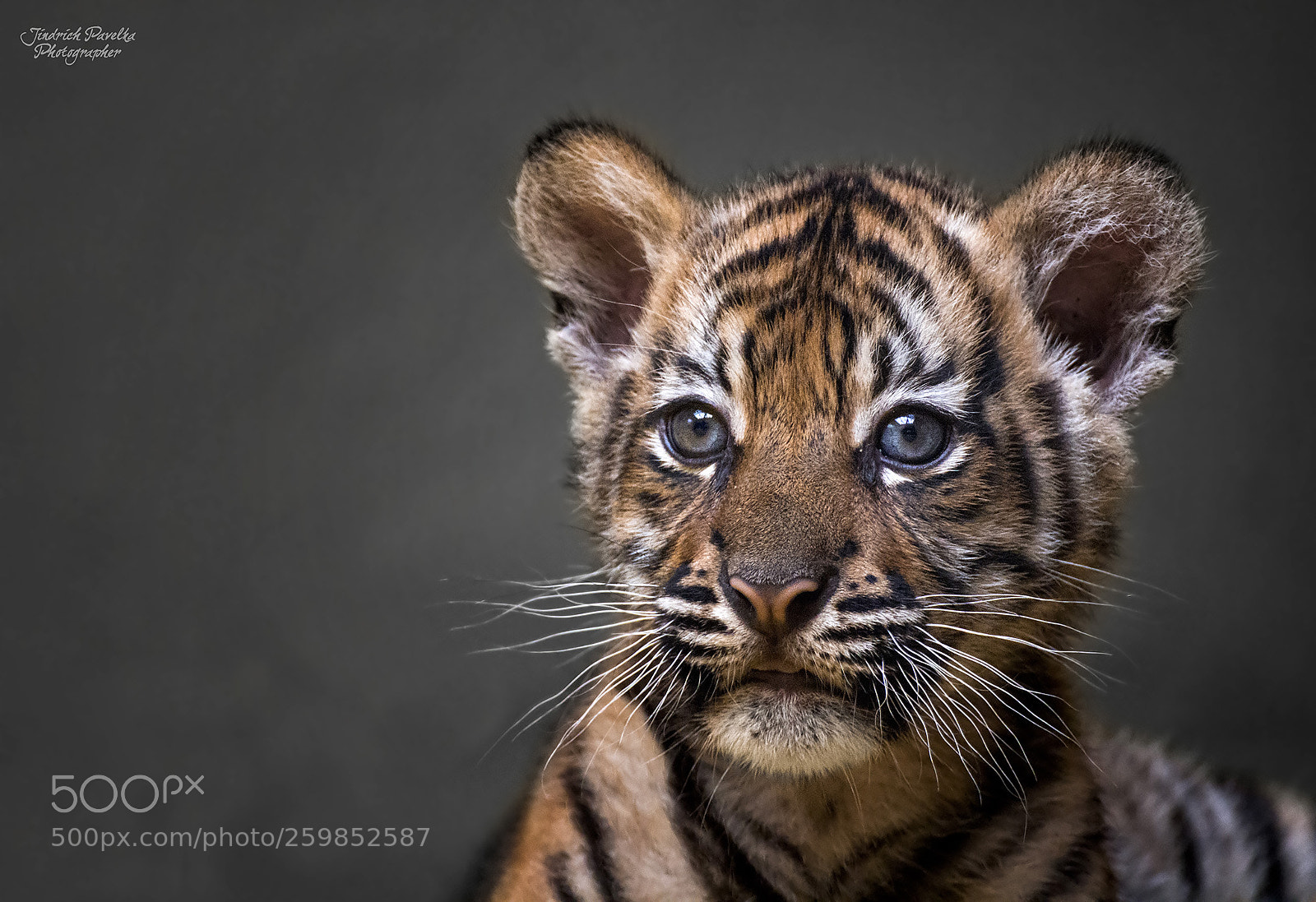 Canon EOS 100D (EOS Rebel SL1 / EOS Kiss X7) sample photo. Sumatran tiger panthera tigris photography