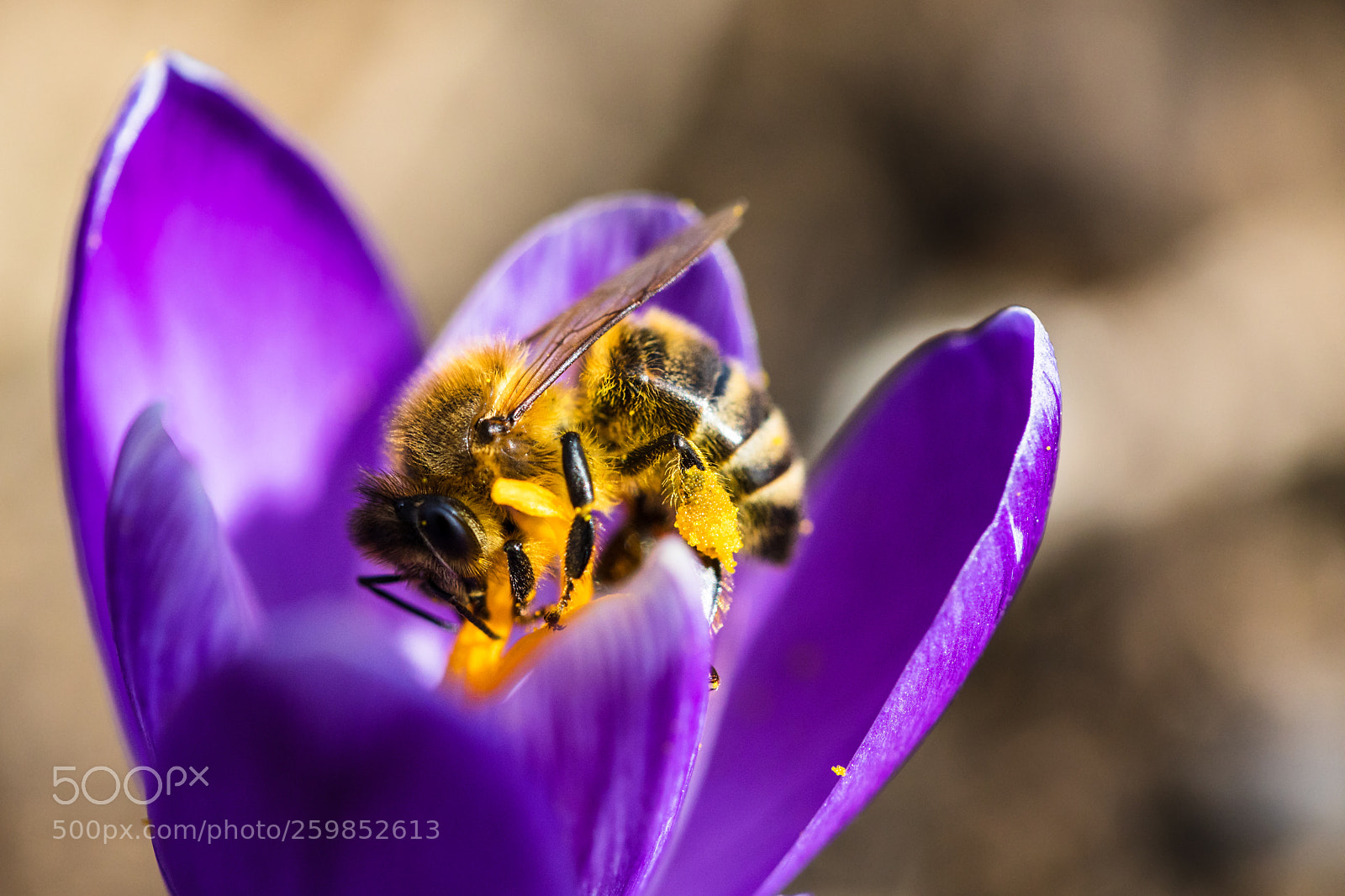 Canon EOS 5D Mark IV sample photo. Honeybee collecting nectar photography