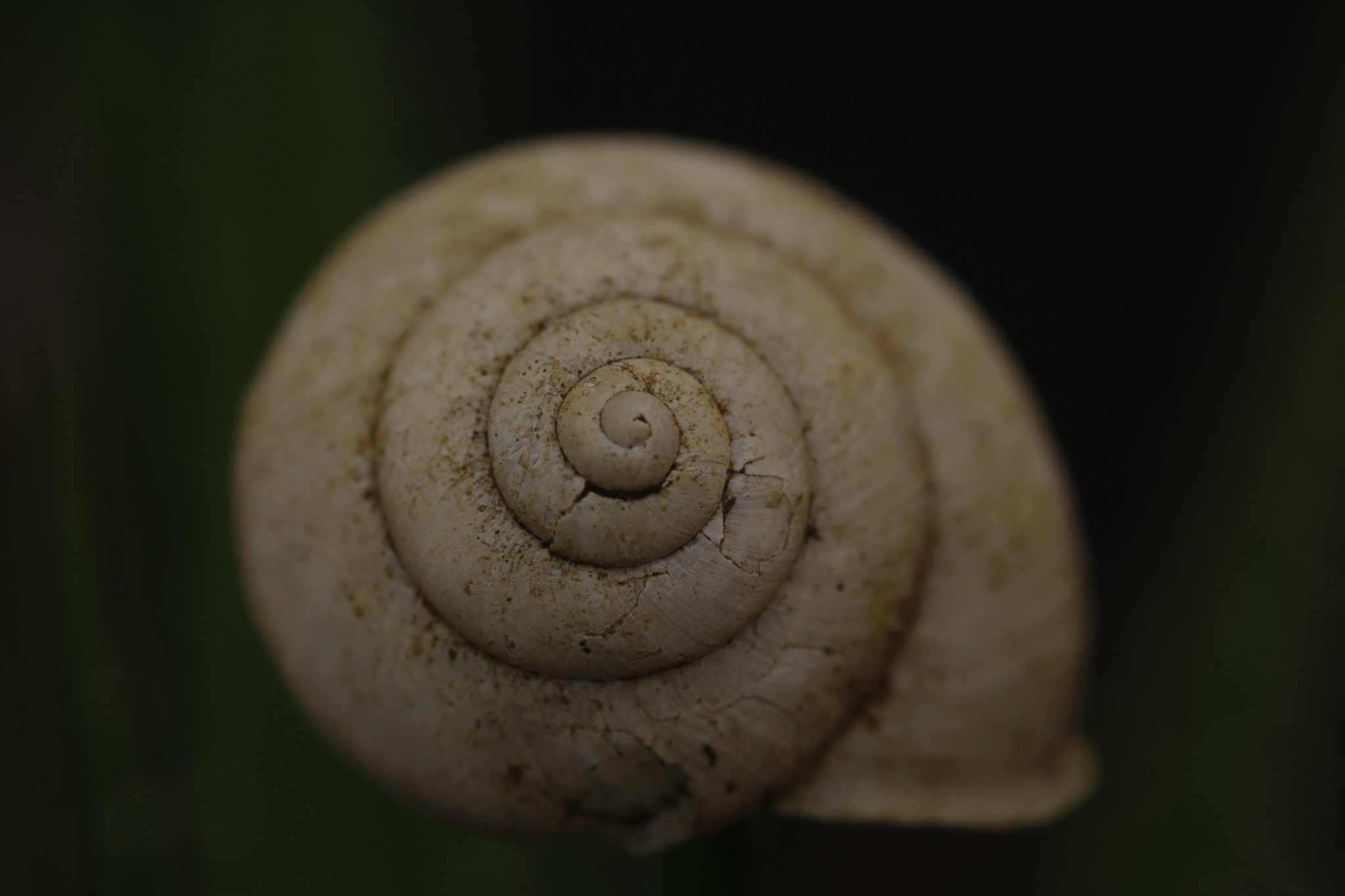 Canon EOS 60D + Sigma 105mm F2.8 EX DG Macro sample photo. Caracol photography