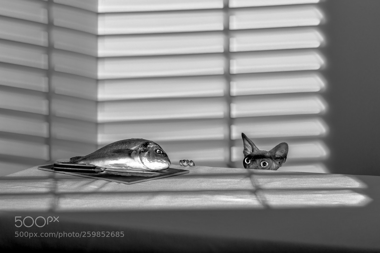 Canon EOS 5D Mark IV sample photo. Fish thief photography