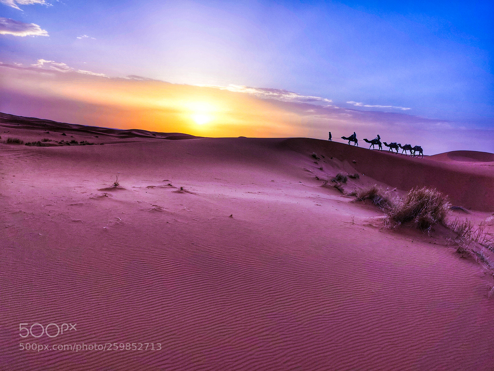 HUAWEI CLT-L29 sample photo. Camels on sunrise photography