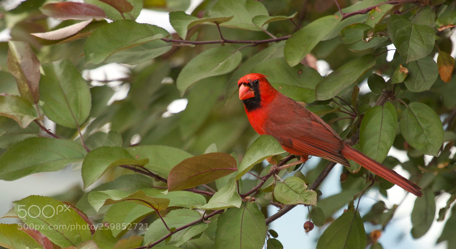 Canon EOS 60D sample photo. Northern cardinal photography