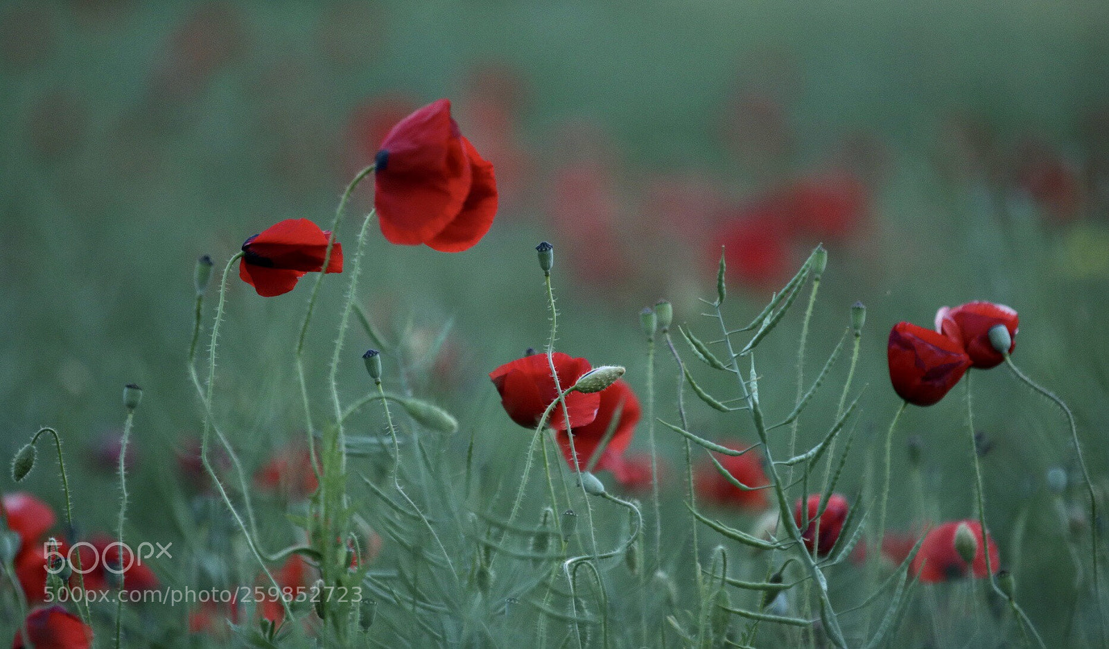 Canon EOS 750D (EOS Rebel T6i / EOS Kiss X8i) sample photo. Untitled photography