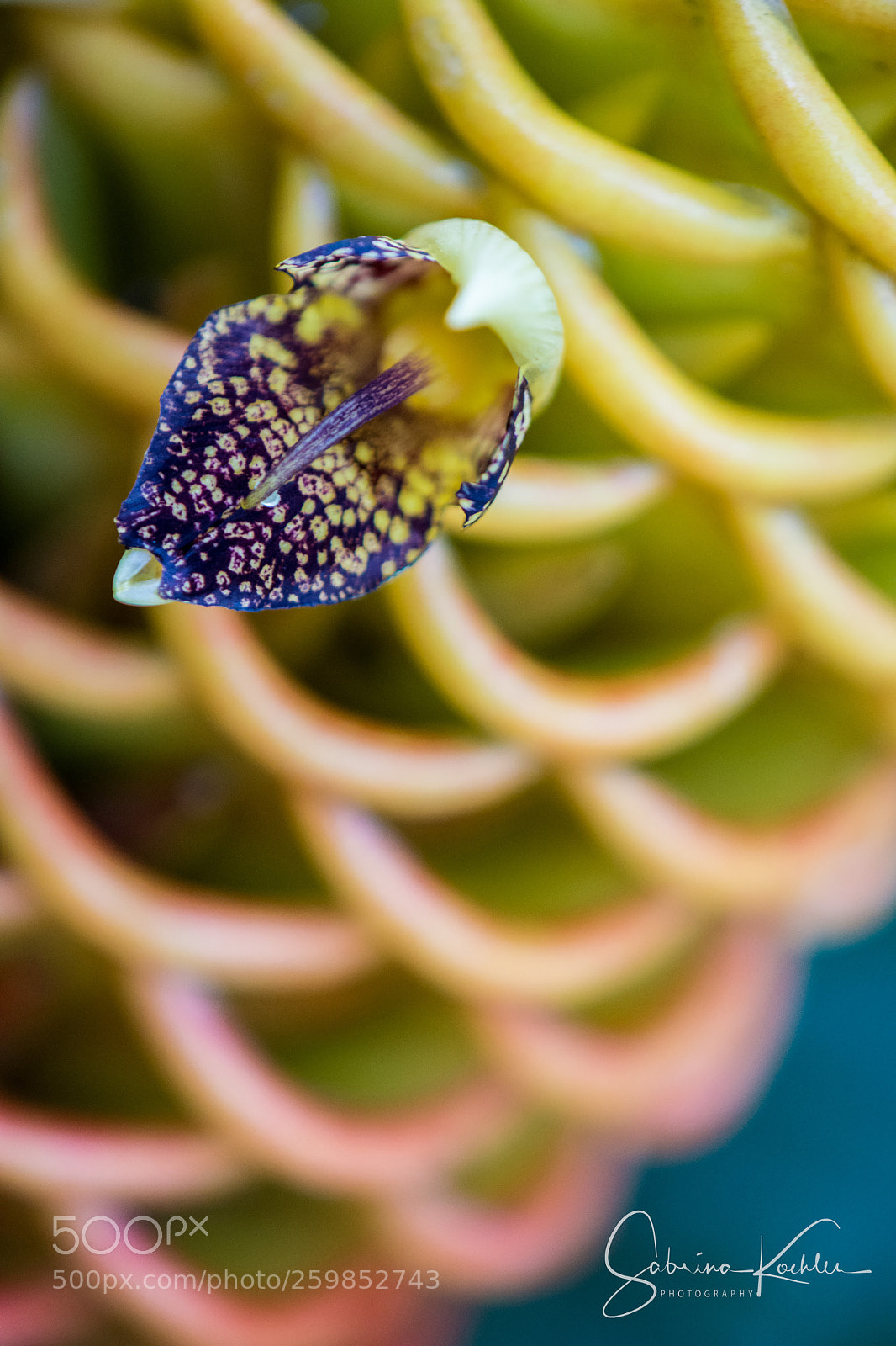 Nikon D7200 sample photo. Beehive ginger photography