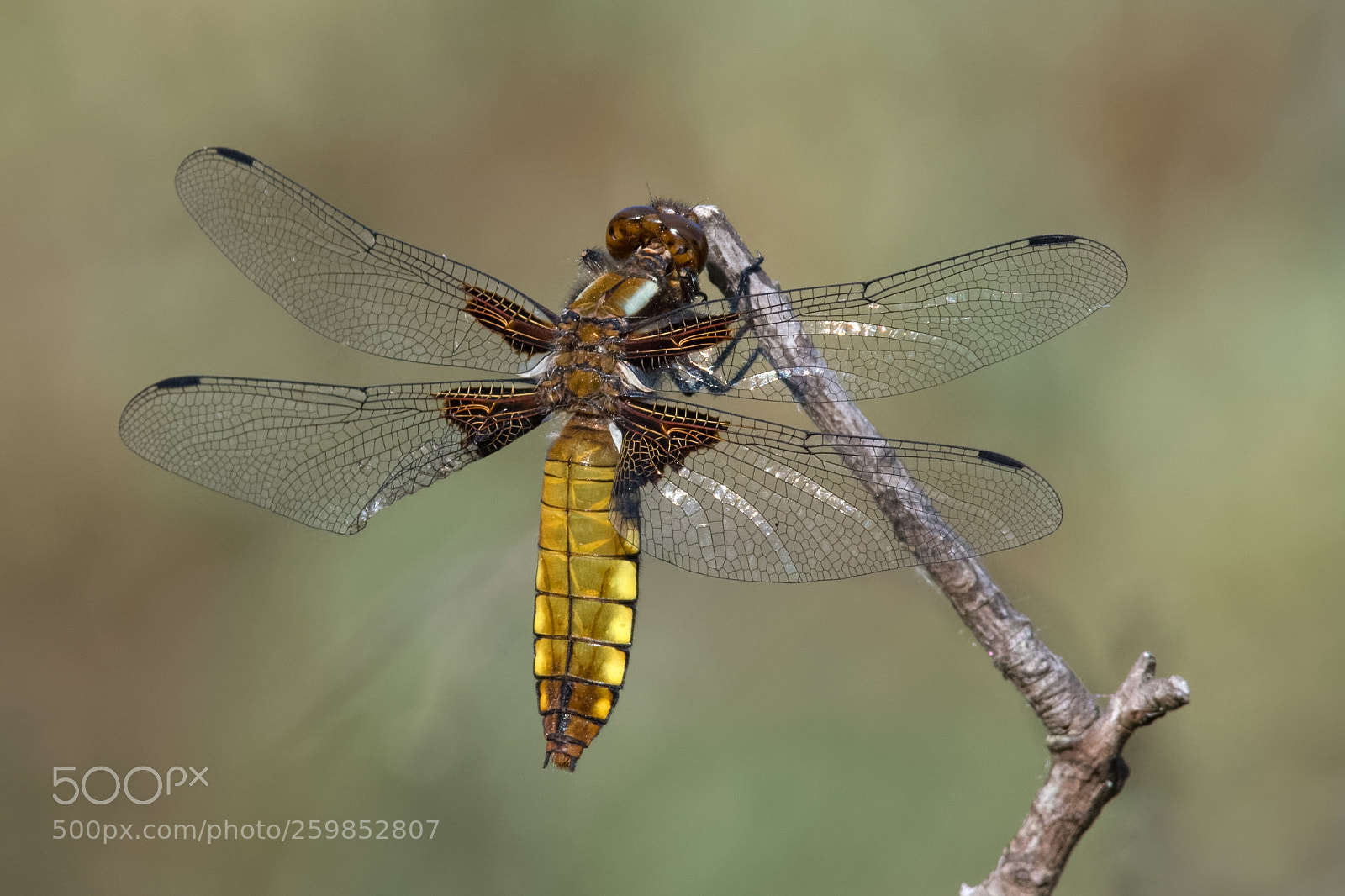 Nikon D500 sample photo. Broad-bodied chaser photography