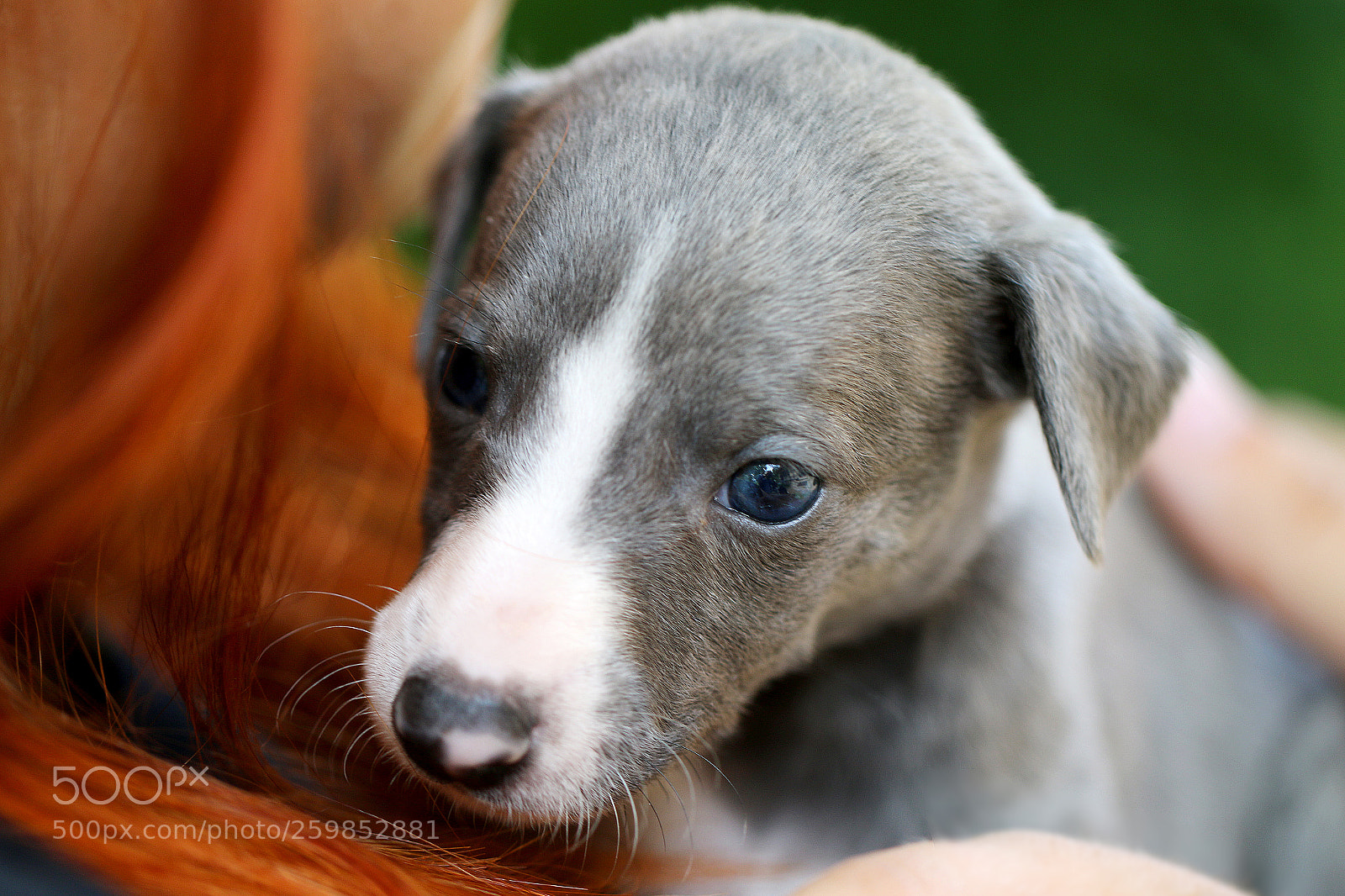Canon EOS 70D sample photo. Innocence photography