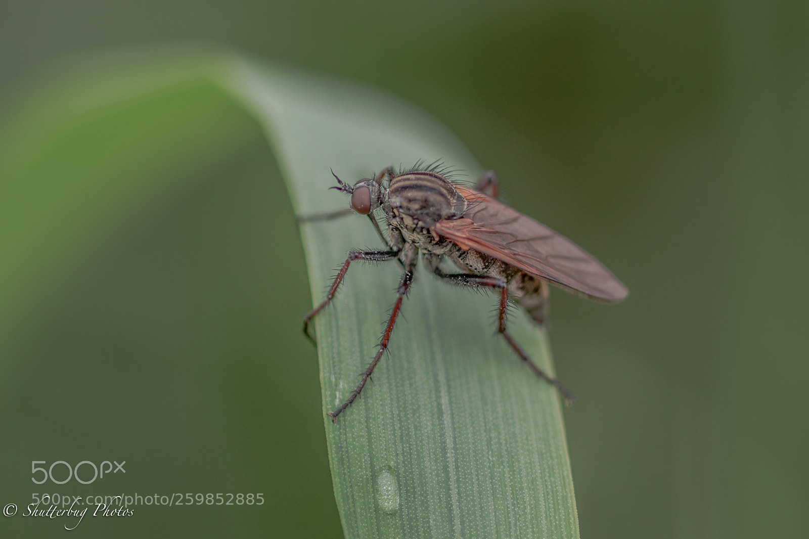 Canon EOS 80D sample photo. Leafy insect photography