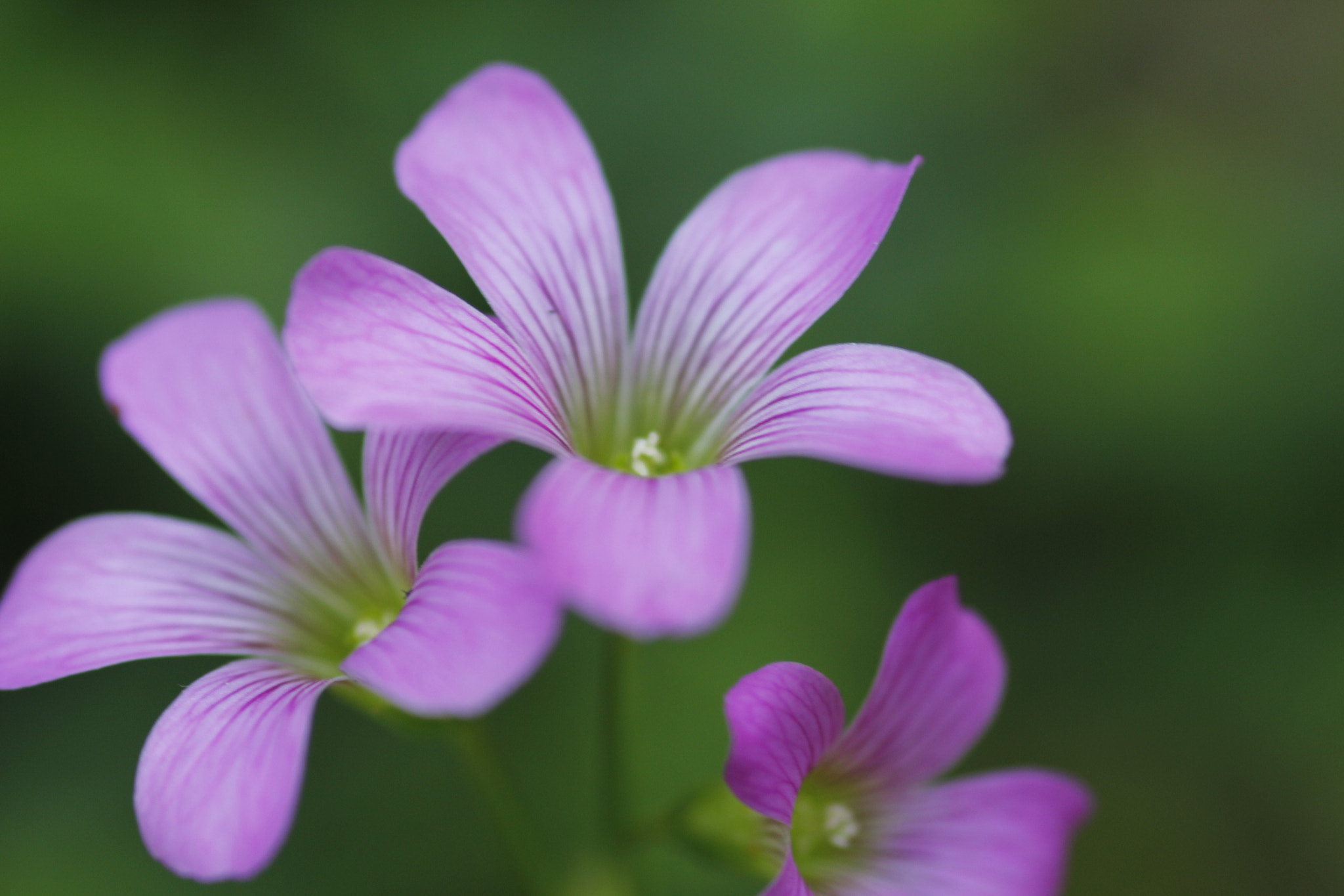 Canon EOS 60D + Sigma 105mm F2.8 EX DG Macro sample photo. Flor da grama photography