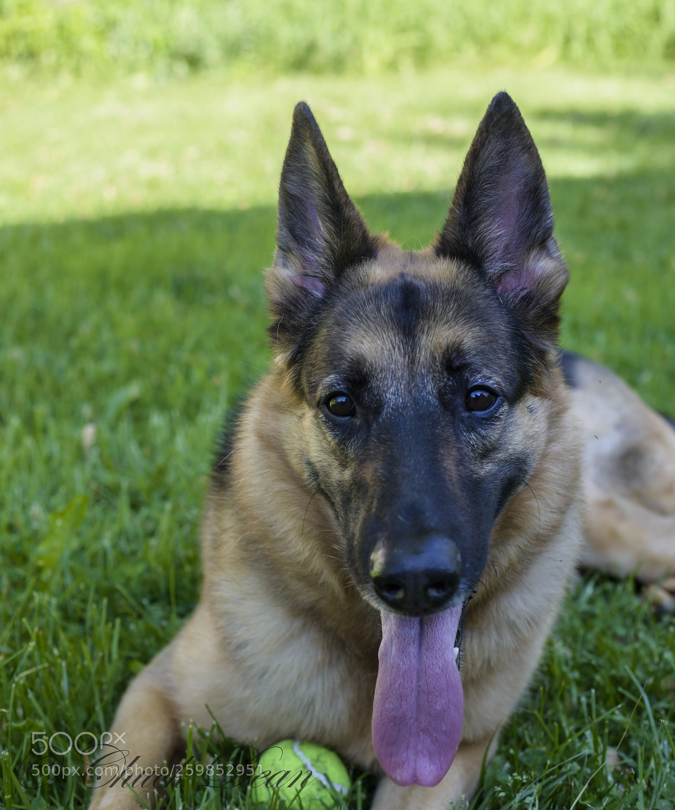 Nikon D800E sample photo. Resting in the shade photography