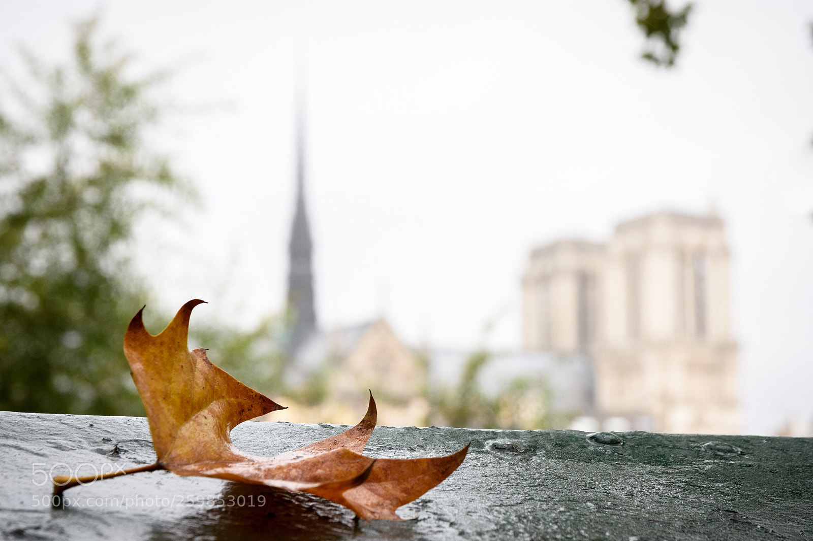 Nikon D7200 sample photo. Leaf in paris photography