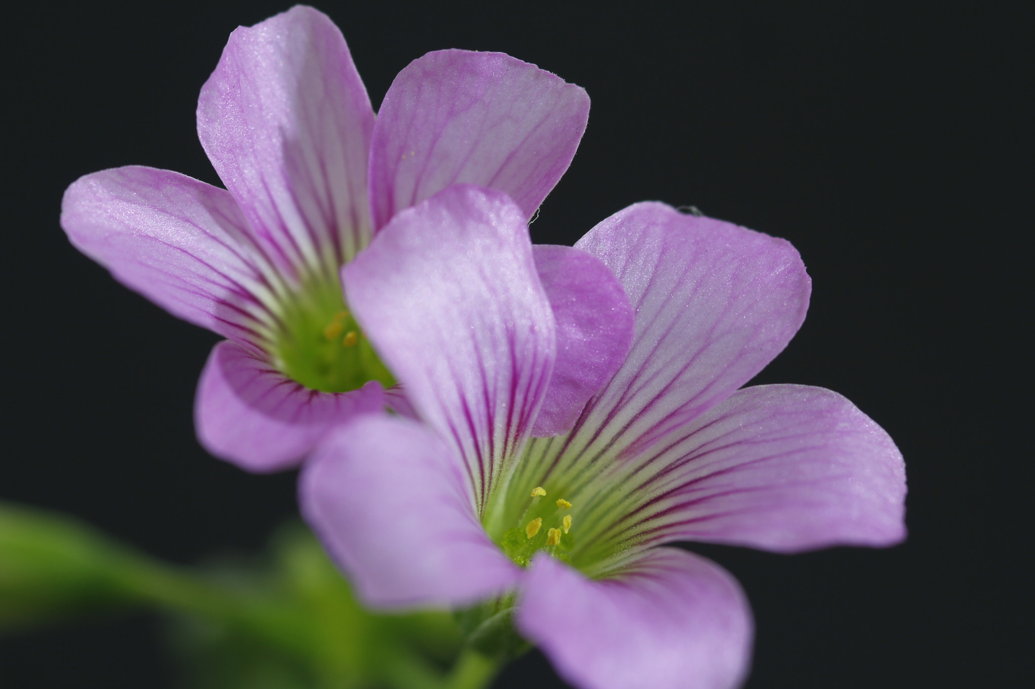 Canon EOS 60D + Sigma 105mm F2.8 EX DG Macro sample photo. Flor da grama photography