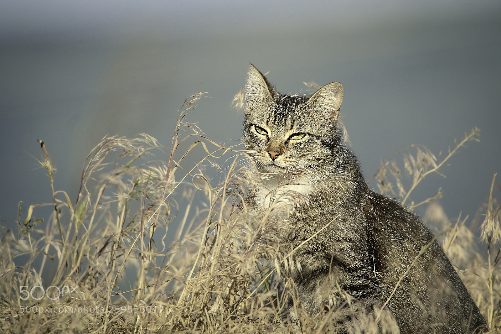 Canon EOS 7D Mark II sample photo. Cat photography