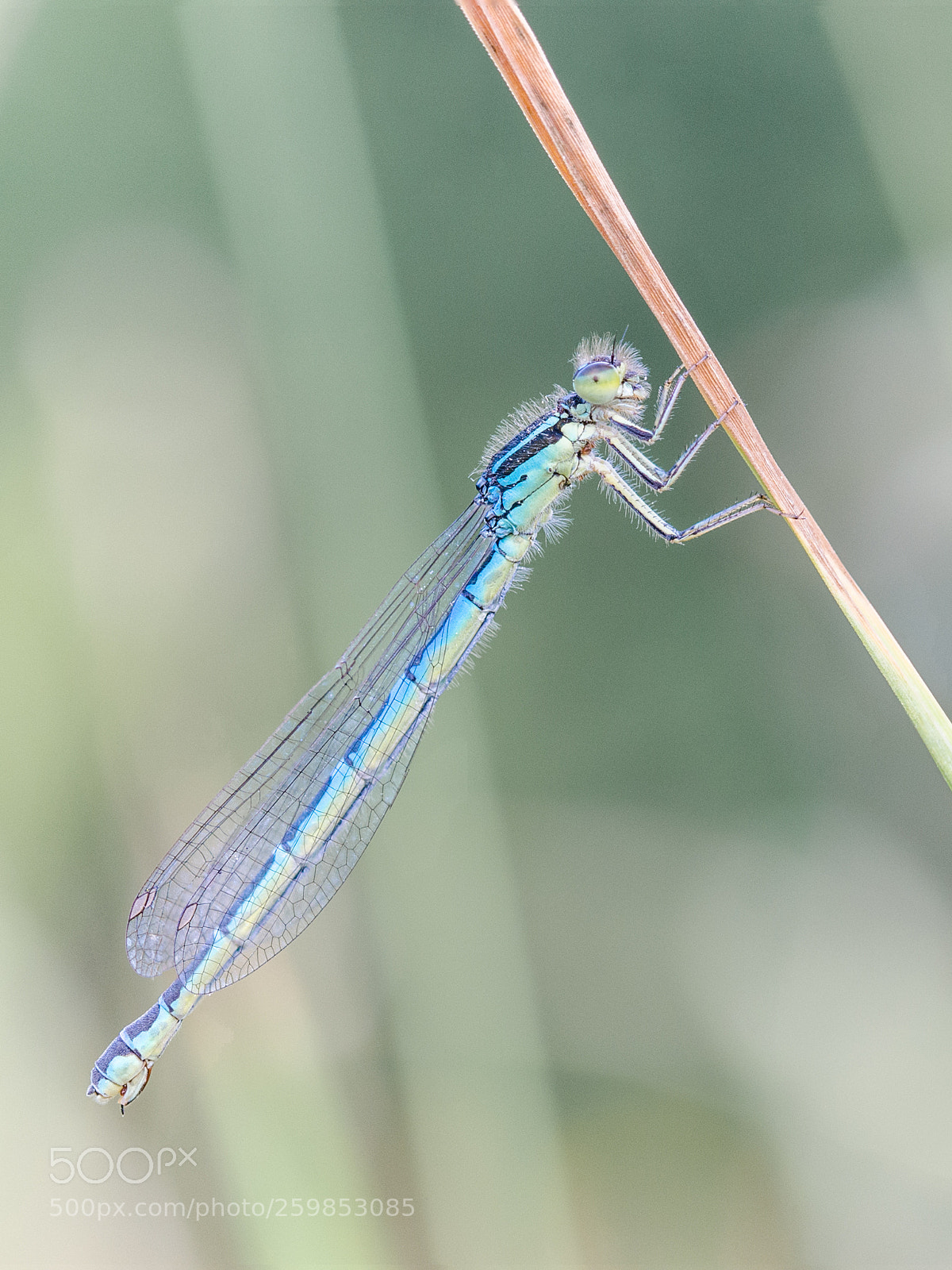 Nikon D7000 sample photo. 27052018-2.jpg photography
