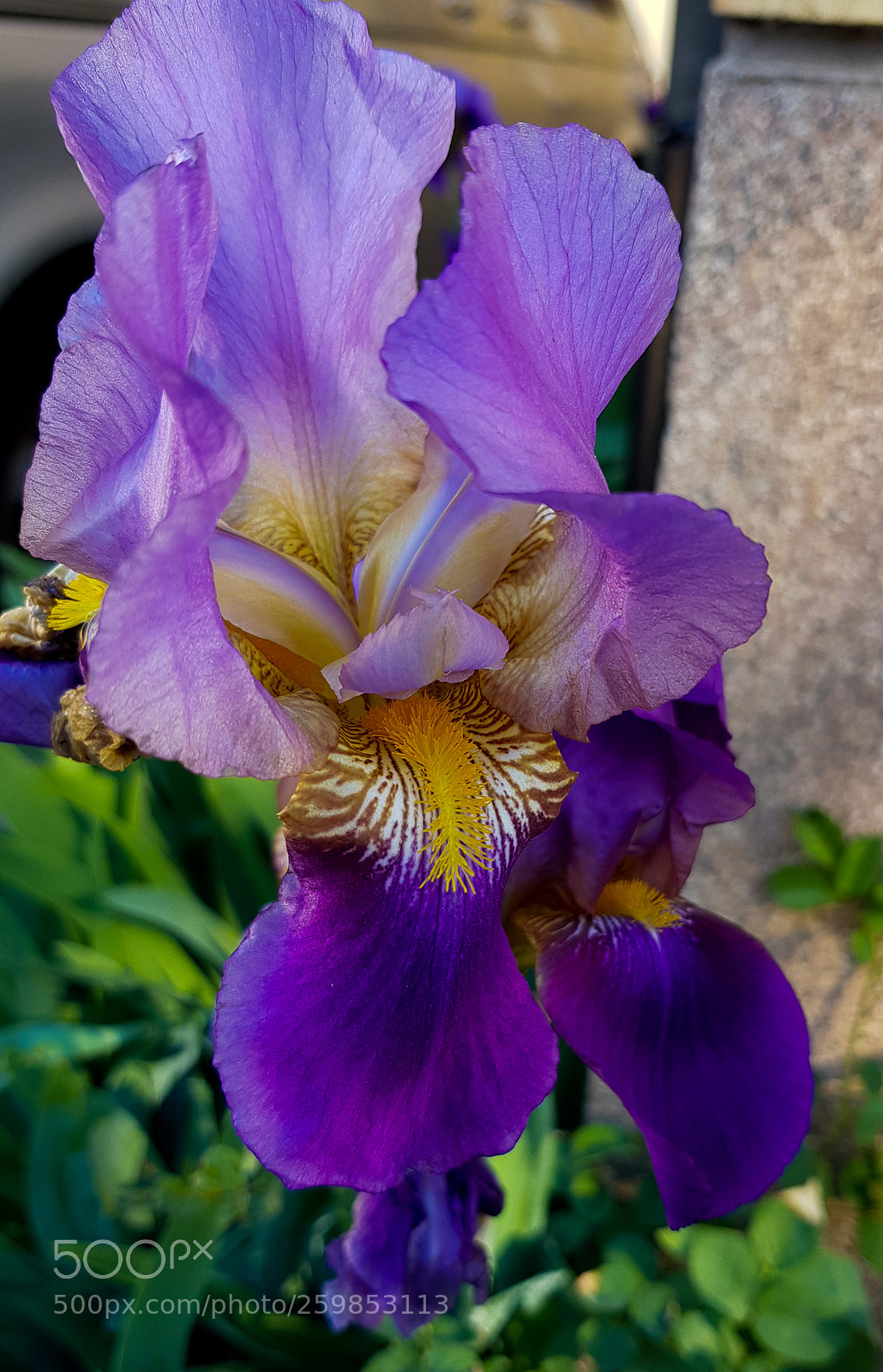 Samsung Galaxy S8 sample photo. A purple iris that photography