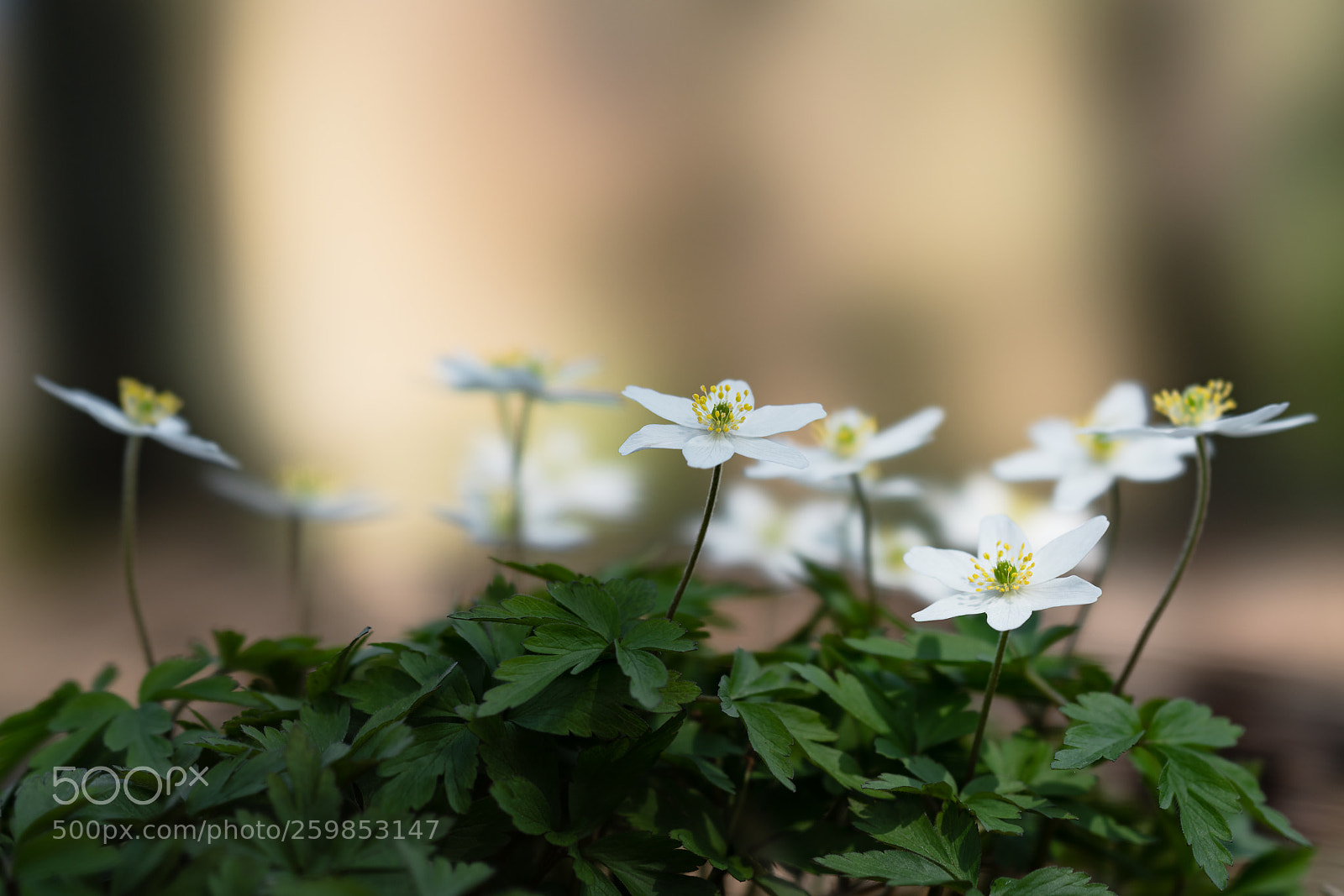 Sony a7R II sample photo. Windflower photography
