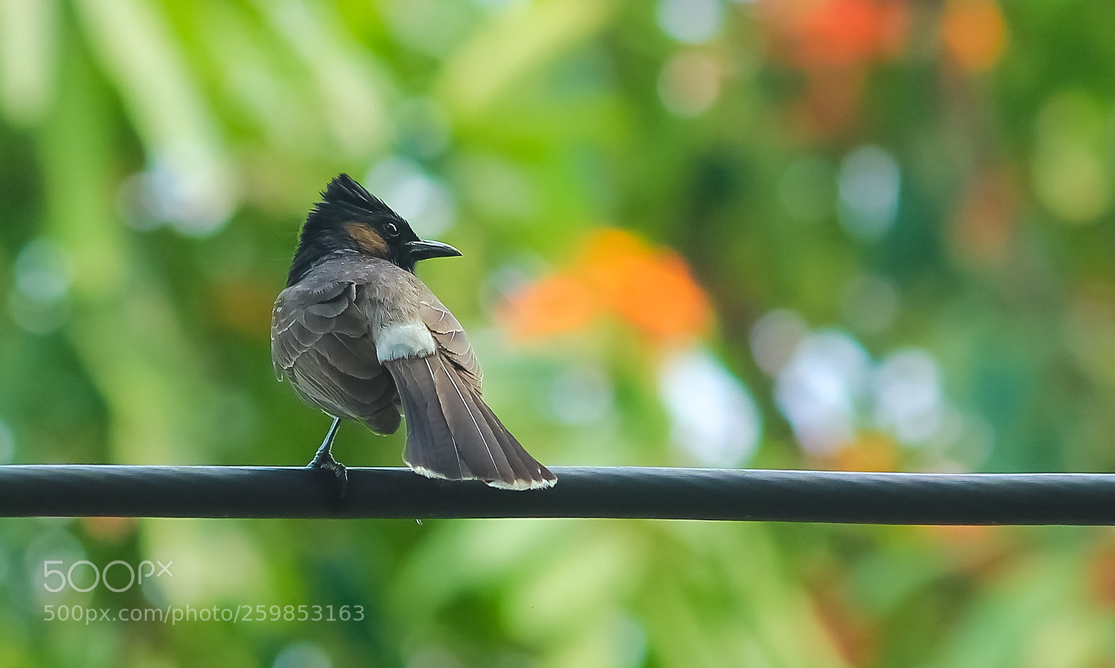 Canon EOS 60D sample photo. Red-vented bulbul (বুলবুলি) photography