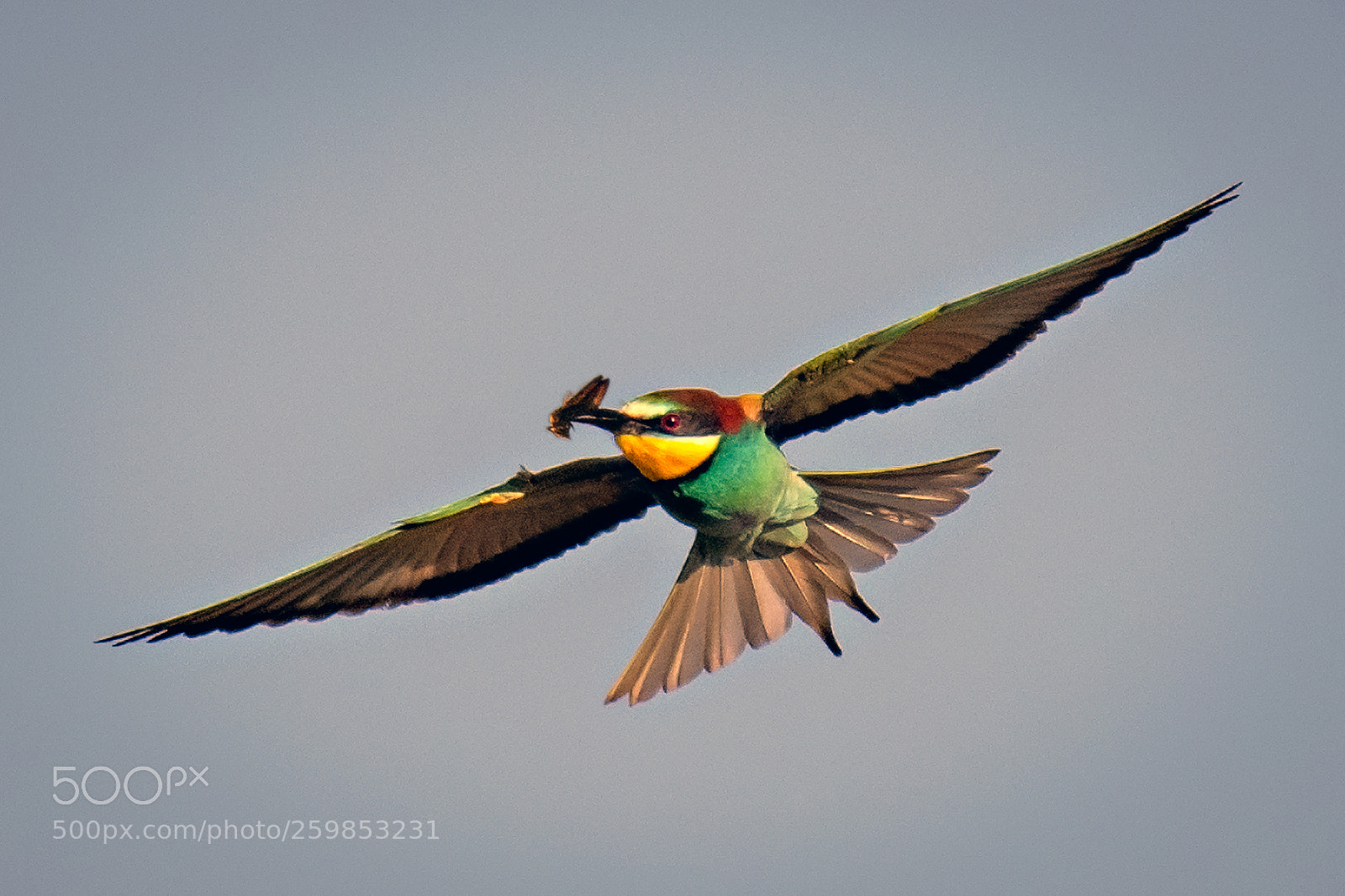 Nikon D500 sample photo. Bee eaters w photography